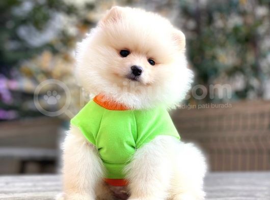 Dişi Ve Erkek Pomeranian Boo Yavrularımız.