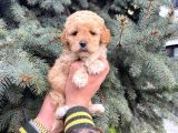Kore Kani Show Kali̇te Toy Poodle Yavrumuz