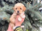Kore Kani Show Kali̇te Toy Poodle Yavrumuz