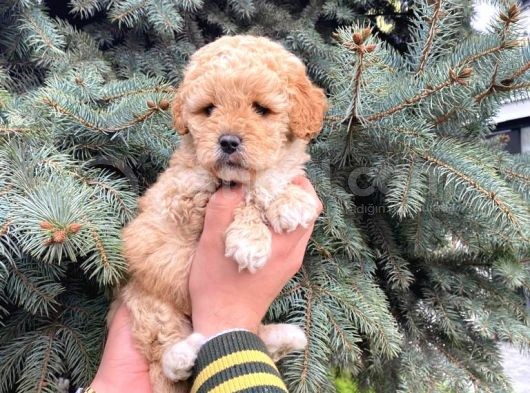 Kore Kani Show Kali̇te Toy Poodle Yavrumuz görsel