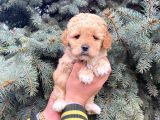 KORE KANI SHOW KALİTE TOY POODLE YAVRUMUZ