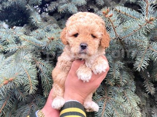 Kore Kani Show Kali̇te Toy Poodle Yavrumuz