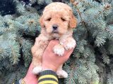 Kore Kani Show Kali̇te Toy Poodle Yavrumuz