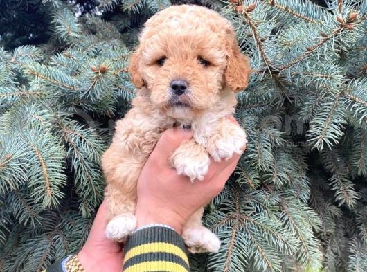 Kore Kani Show Kali̇te Toy Poodle Yavrumuz görsel