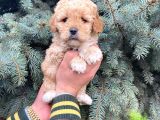 Kore Kani Show Kali̇te Toy Poodle Yavrumuz