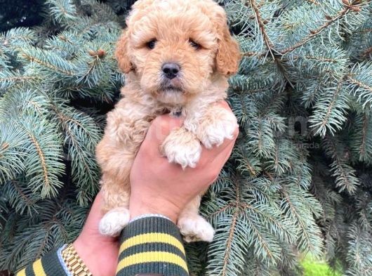 Kore Kani Show Kali̇te Toy Poodle Yavrumuz görsel