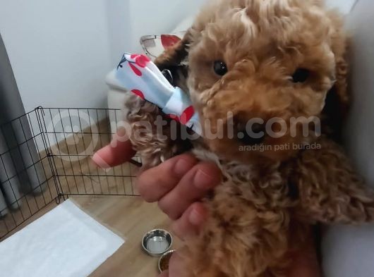 2 Aylik Toy Yavrusu Orjinal görsel