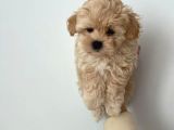 F1 Dişi Maltipoo Yavrumuz