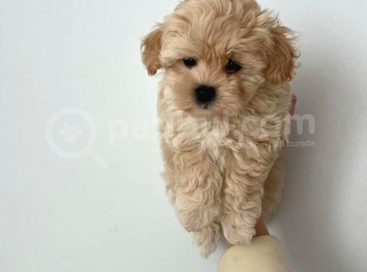 F1 Dişi Maltipoo Yavrumuz görsel