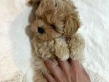 F1 Dişi Maltipoo Yavrumuz