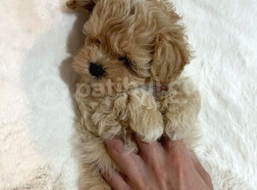 F1 Dişi Maltipoo Yavrumuz görsel