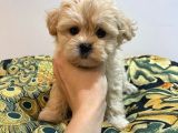 F1 Dişi Maltipoo Yavrumuz