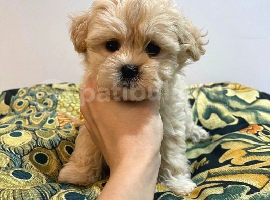 F1 Dişi Maltipoo Yavrumuz