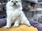 Eşsi̇z  Güzelli̇kte Saf Kan Nadi̇r Long Hai̇r Blue Poi̇nt