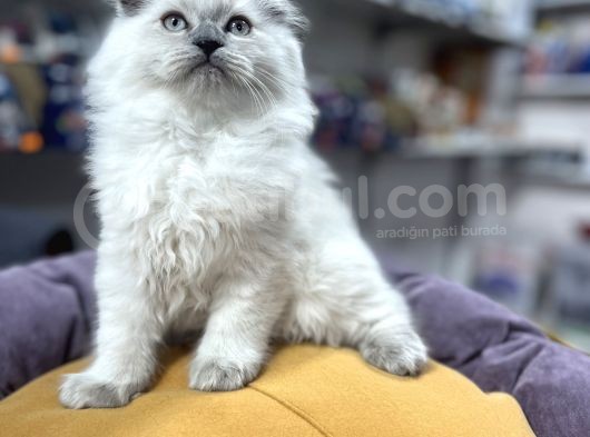 Eşsi̇z  Güzelli̇kte Saf Kan Nadi̇r Long Hai̇r Blue Poi̇nt görsel