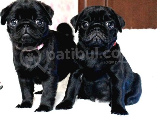 Orjinal 0 Burun Gül Kuyruk Pug Mops Siyah Ve Krem Yavrular