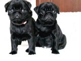 Orjinal 0 Burun Gül Kuyruk Pug Mops Siyah Ve Krem Yavrular