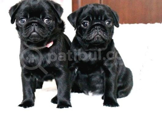 Orjinal 0 Burun Gül Kuyruk Pug Mops Siyah Ve Krem Yavrular görsel