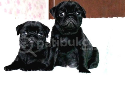 Orjinal 0 Burun Gül Kuyruk Pug Mops Siyah Ve Krem Yavrular görsel
