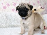 Orjinal 0 Burun Gül Kuyruk Pug Mops Siyah Ve Krem Yavrular