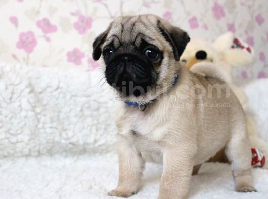 Orjinal 0 Burun Gül Kuyruk Pug Mops Siyah Ve Krem Yavrular görsel