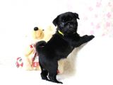 Orjinal 0 Burun Gül Kuyruk Pug Mops Siyah Ve Krem Yavrular