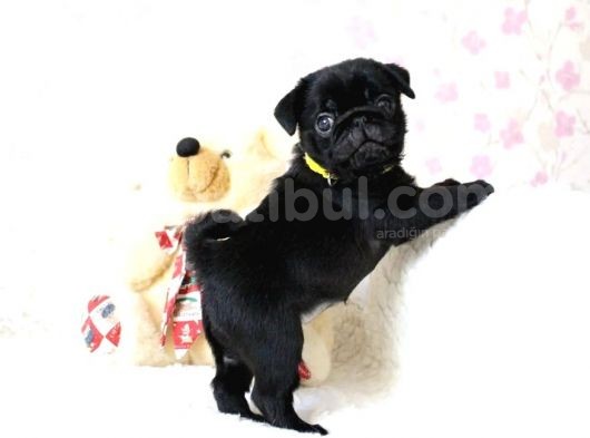 Orjinal 0 Burun Gül Kuyruk Pug Mops Siyah Ve Krem Yavrular görsel