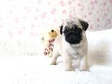 Orjinal 0 Burun Gül Kuyruk Pug Mops Siyah Ve Krem Yavrular