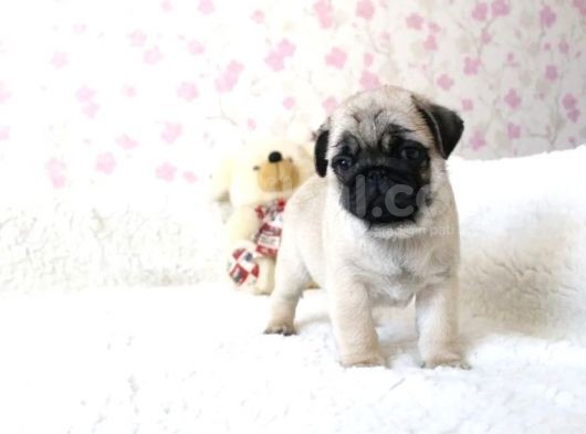 Orjinal 0 Burun Gül Kuyruk Pug Mops Siyah Ve Krem Yavrular görsel
