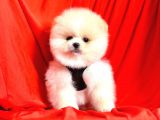 Safkan Pomeranian Boo Yavrularımız