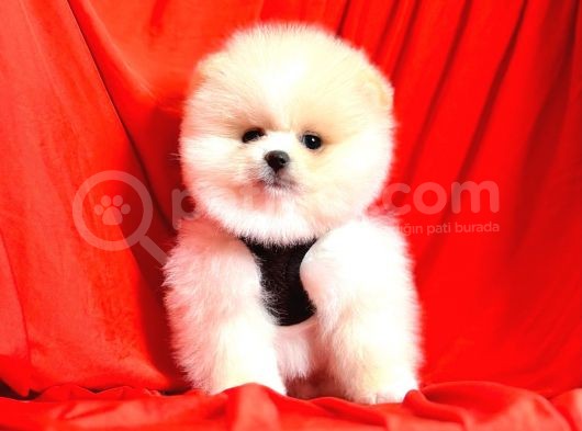 Safkan Pomeranian Boo Yavrularımız görsel