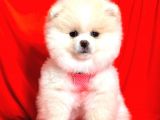 Safkan pomeranian boo yavrularımız