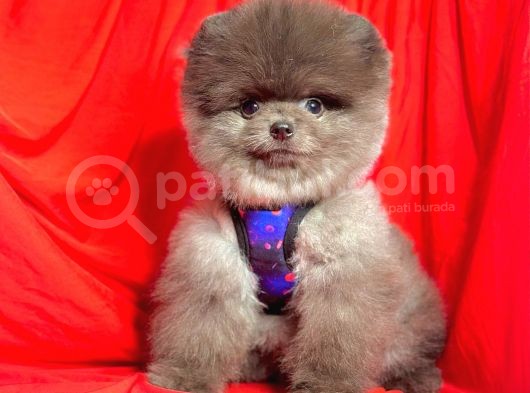 Safkan Pomeranian Boo Yavrularımız görsel