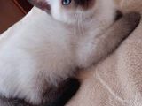 Muhteşem Siyam Yavrular Kedi Cinslerinin En Özel Irkı