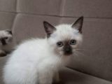 Muhteşem Siyam Yavrular Kedi Cinslerinin En Özel Irkı