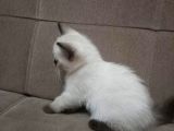 Muhteşem Siyam Yavrular Kedi Cinslerinin En Özel Irkı