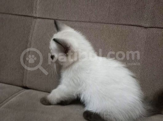 Muhteşem Siyam Yavrular Kedi Cinslerinin En Özel Irkı görsel