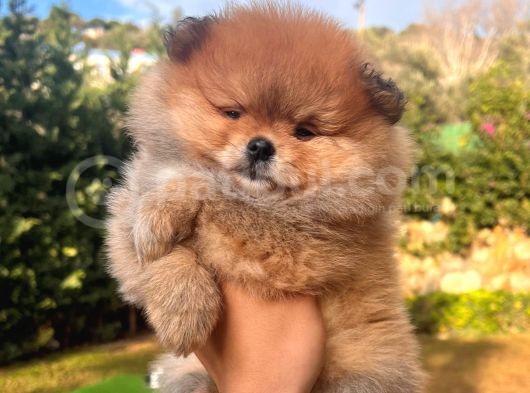 Ayı Surat Pomerian Yavru 2 Aylık görsel