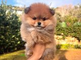 Ayı Surat Pomerian Yavru 2 Aylık