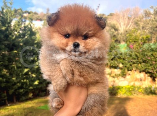 Ayı Surat Pomerian Yavru 2 Aylık görsel