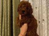Çocuklarınıza En İyi Arkadaş Poodle Bebekler