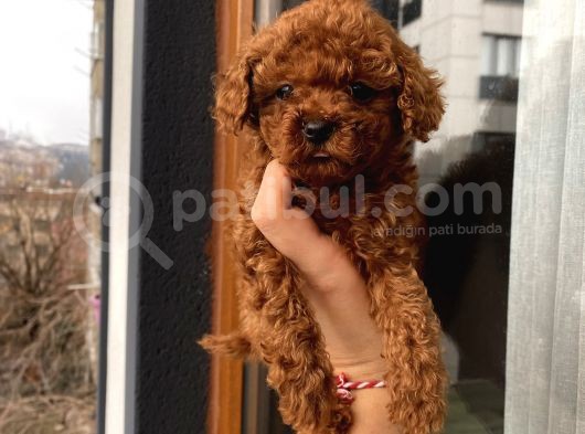 Ev Doğumlu Poodle Bebeklerimiz görsel