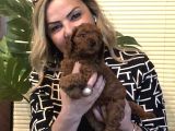 Görünce Aşık Olacağınız Oyuncu Sevimli Harika Toy Poodle Yavrularımız