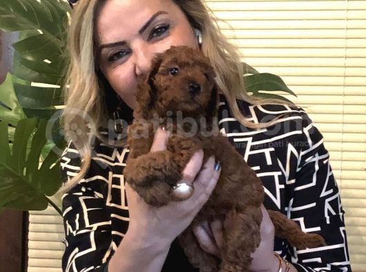 Görünce Aşık Olacağınız Oyuncu Sevimli Harika Toy Poodle Yavrularımız görsel