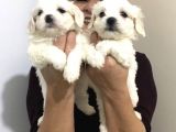 Pamuk Şeker Maltese Terrier Yavrularımız