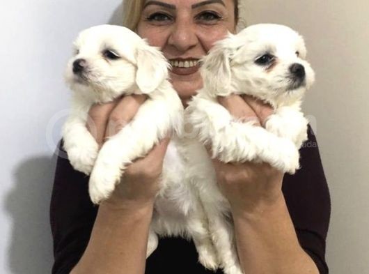 Pamuk Şeker Maltese Terrier Yavrularımız görsel