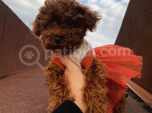Üst Kalite Poodle Bebekler görsel