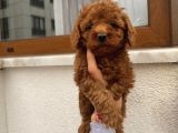 Üst Kalite Poodle Bebekler