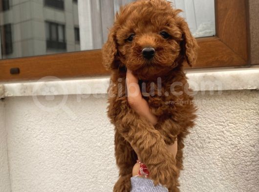 Üst Kalite Poodle Bebekler görsel