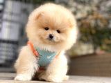 Mini Minnoş Pomeranian Bebeklerimiz